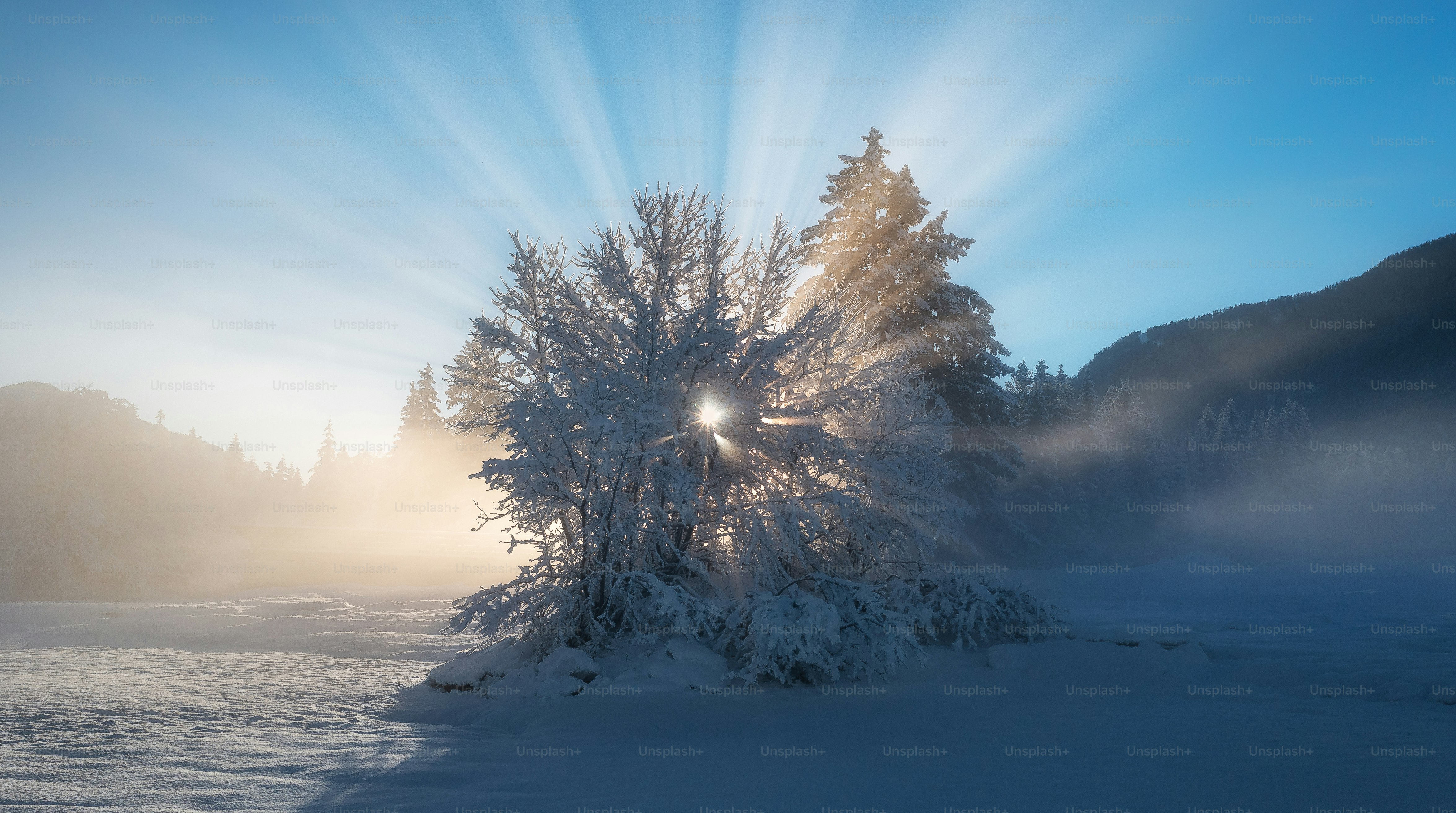 the sun is shining through the trees in the snow