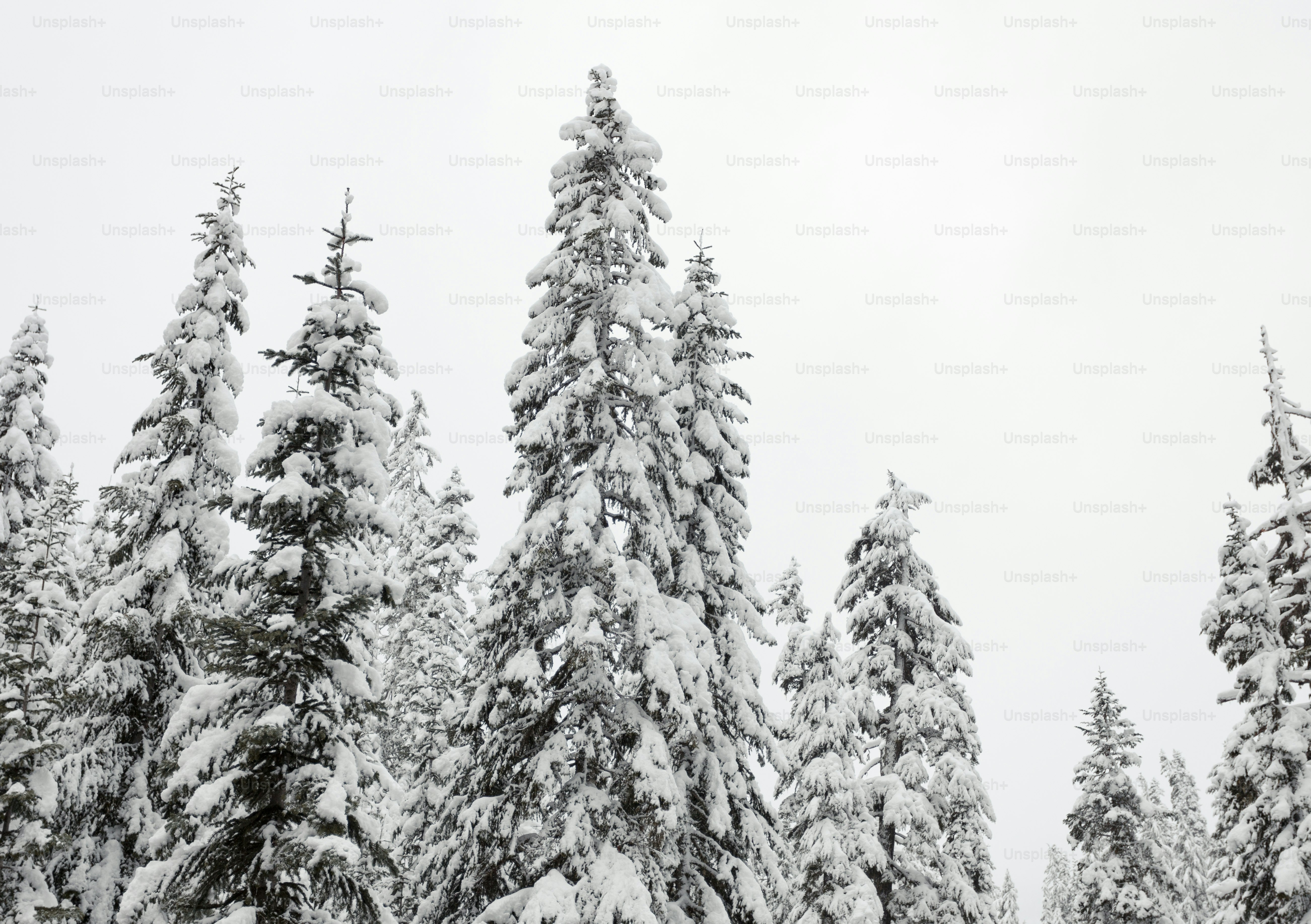 a group of trees covered in snow on a snowy day