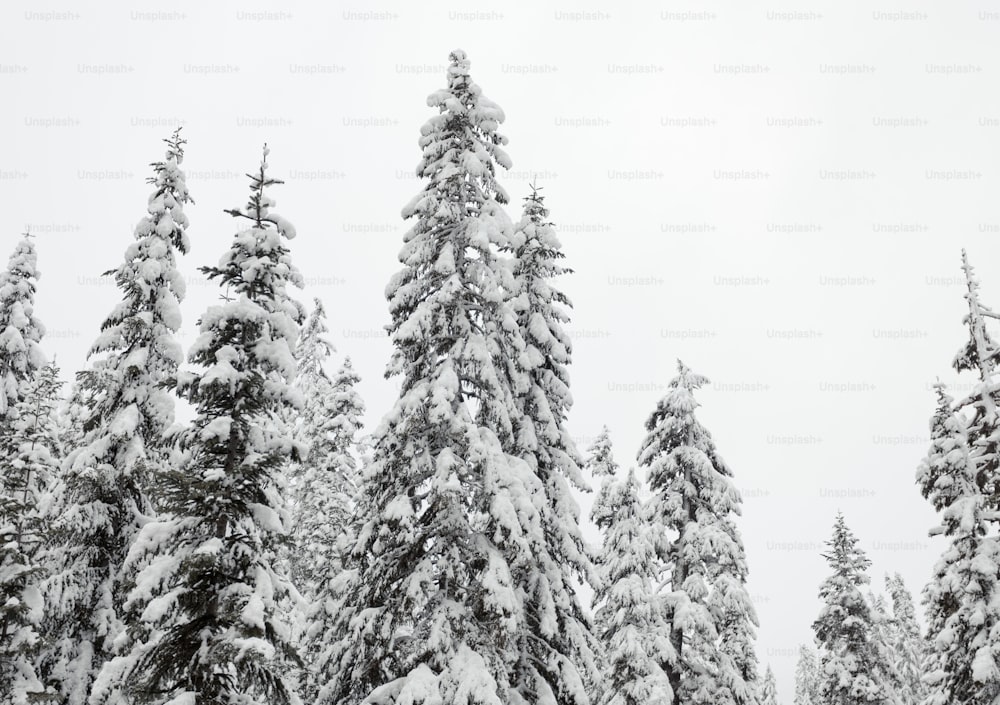 Un gruppo di alberi coperti di neve in una giornata nevosa