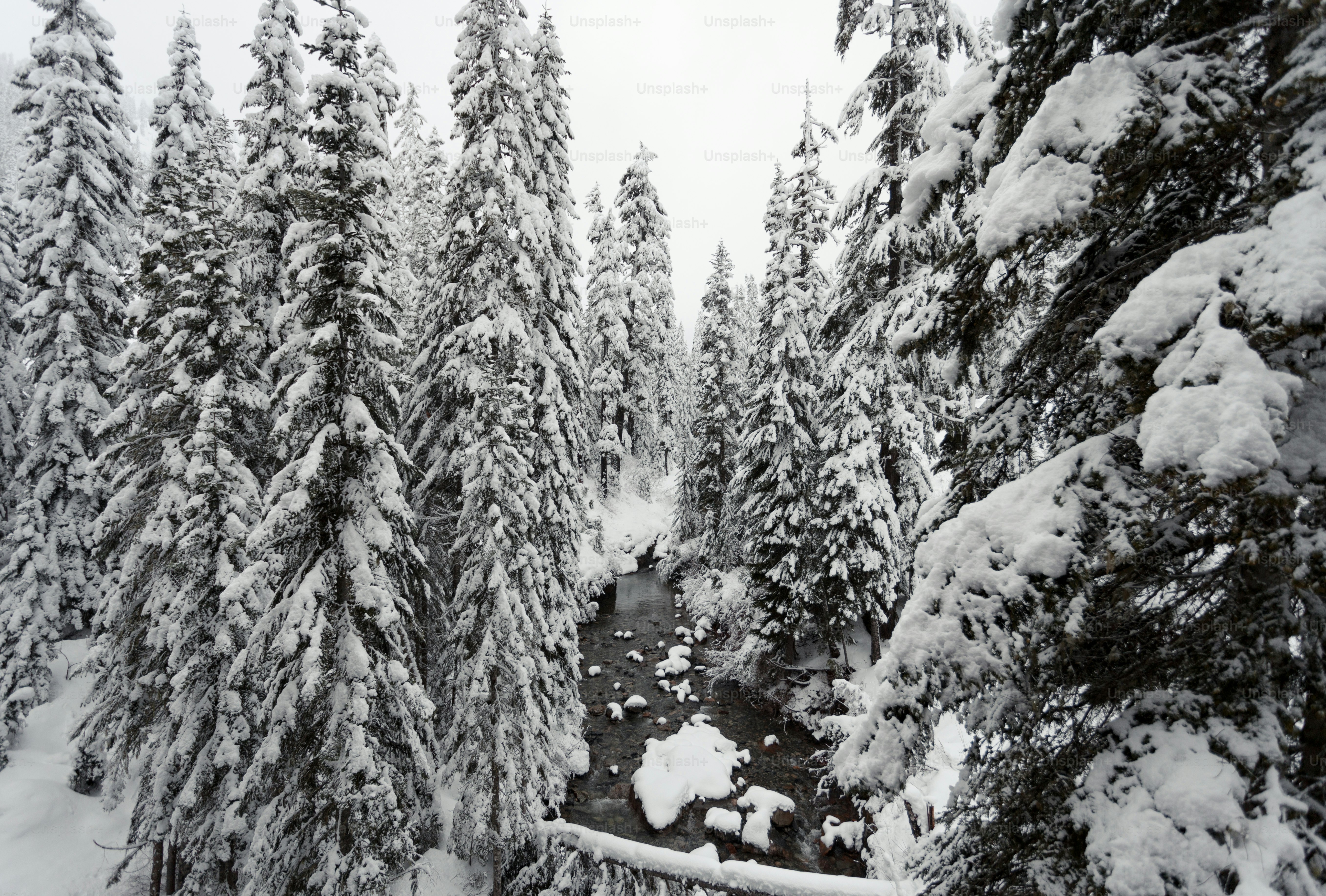 A snow covered forest filled with lots of trees photo – Trees Image on ...