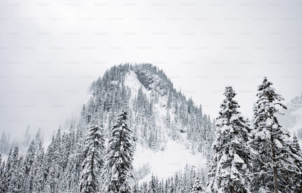 Una montaña cubierta de nieve con árboles en primer plano
