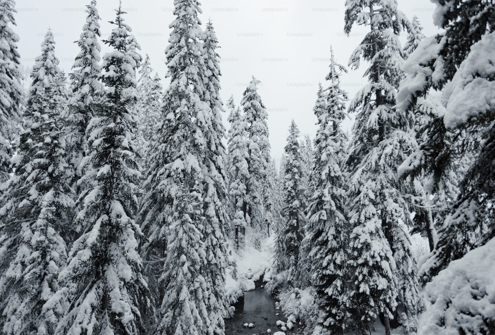 a river running through a snow covered forest