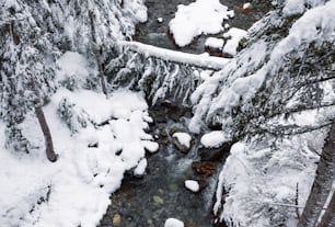 un ruisseau qui traverse une forêt couverte de neige