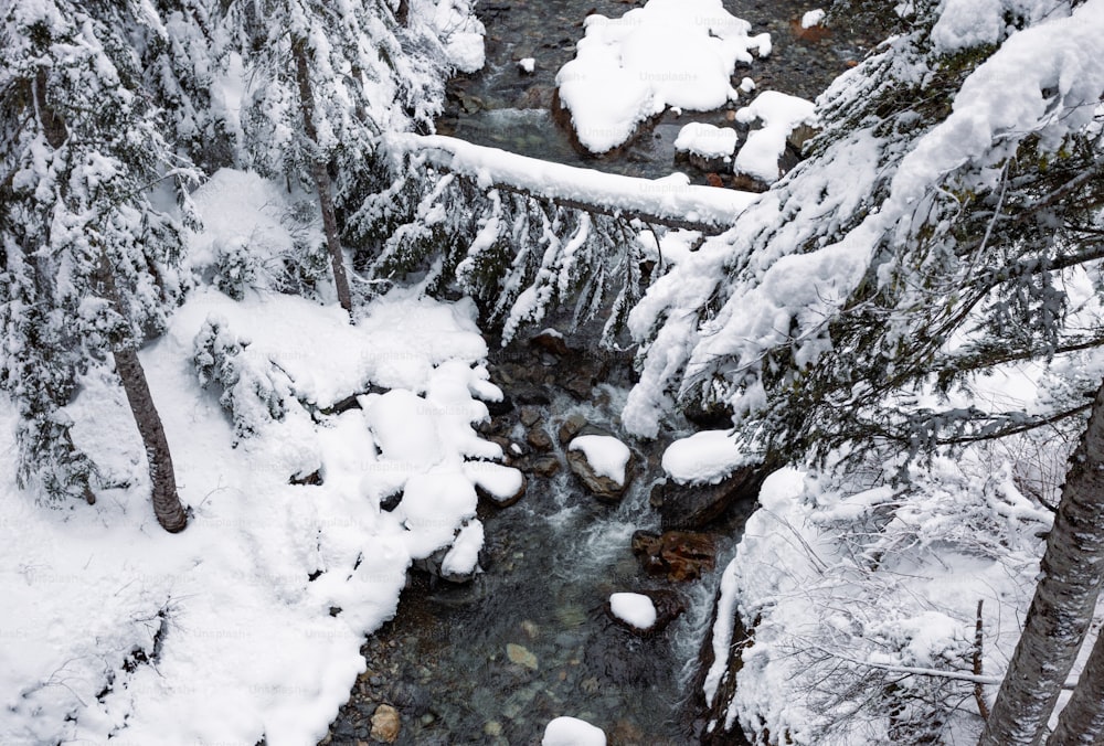 Un ruscello che attraversa una foresta coperta di neve