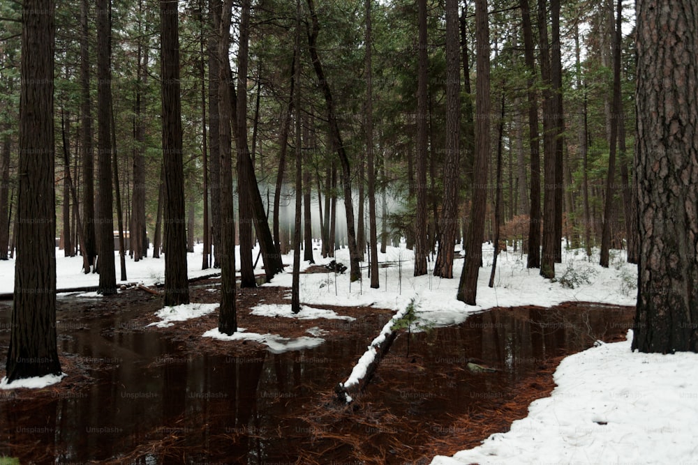 a forest filled with lots of trees covered in snow