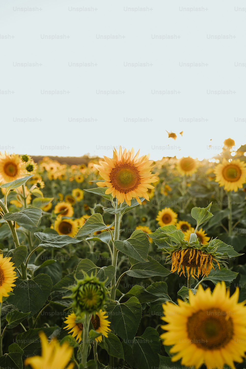 a large field of sunflowers with a sky background