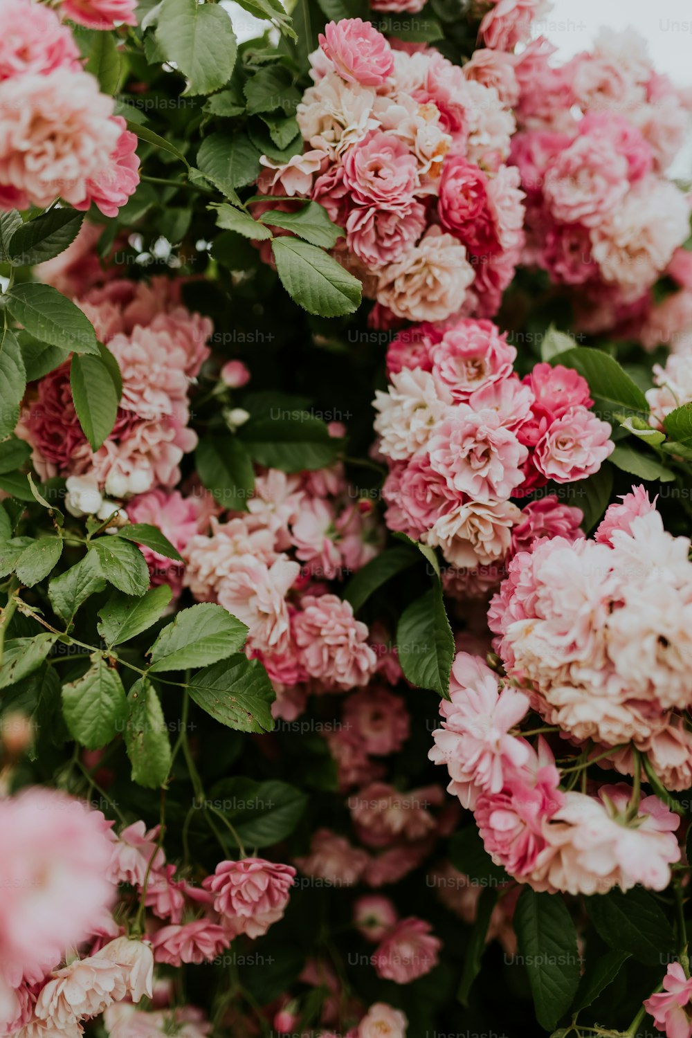 um arbusto de flores cor-de-rosa com folhas verdes