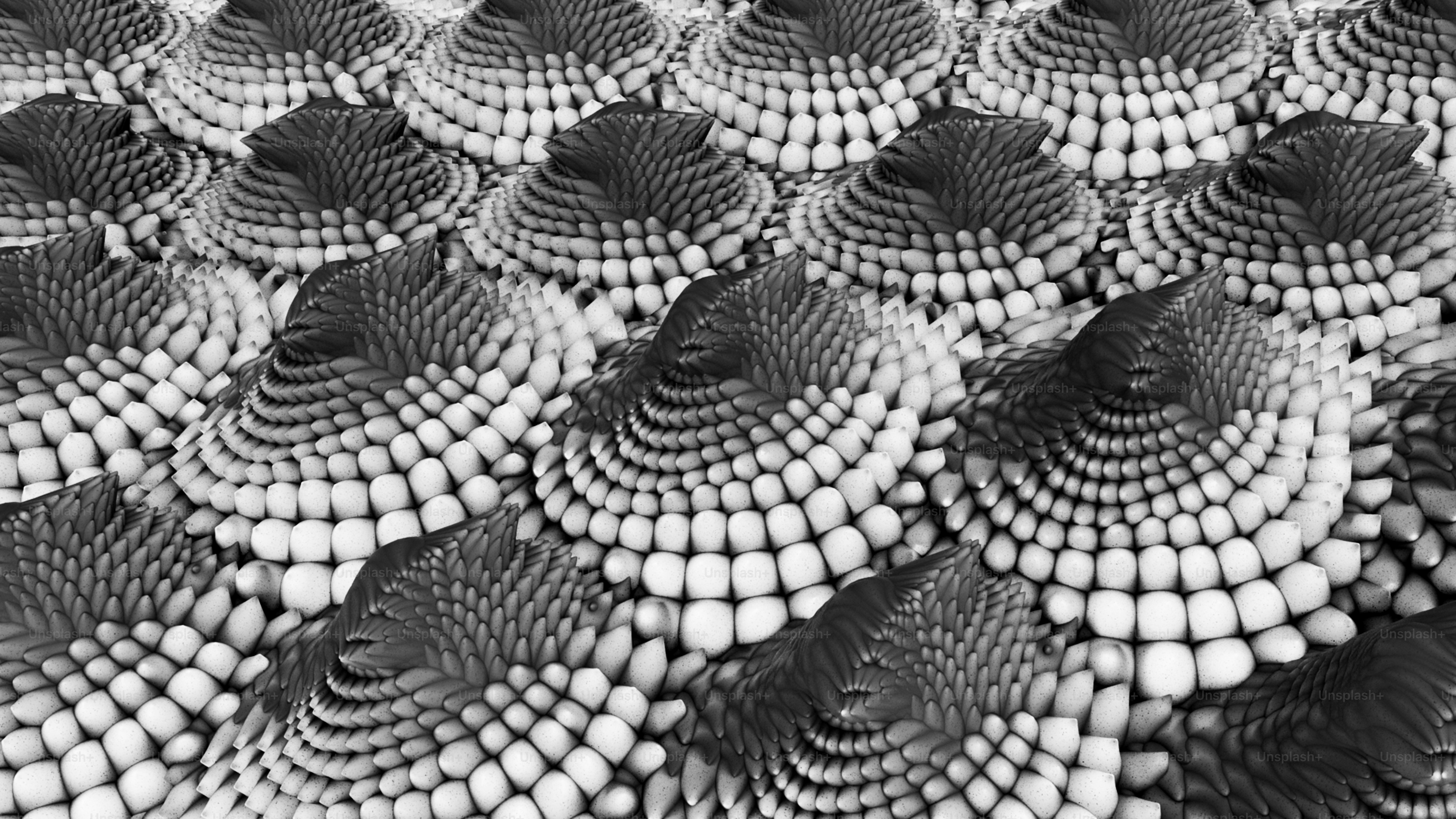 a pile of black and white feathers