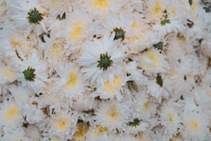um grupo de flores brancas