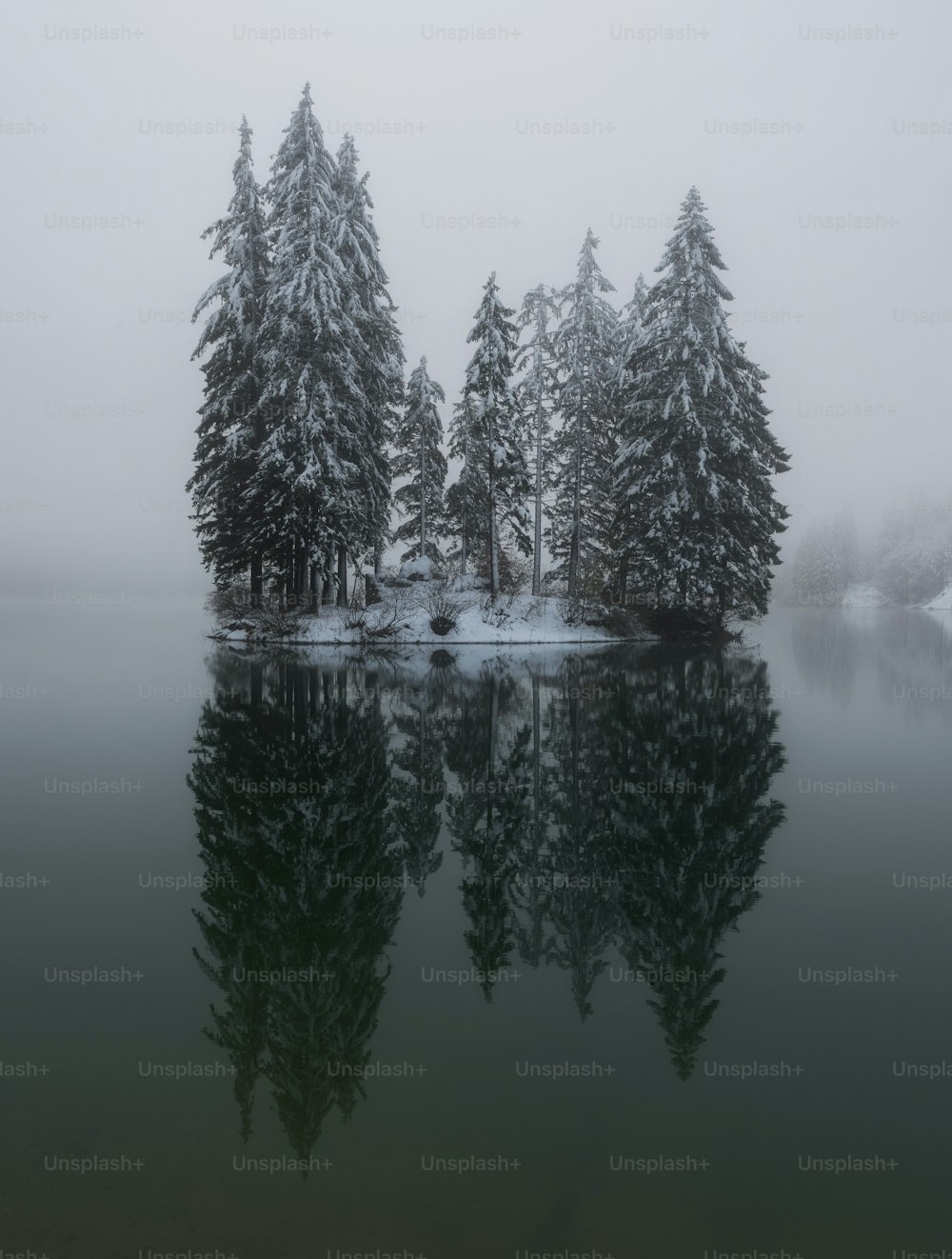 um corpo de água cercado por árvores cobertas de neve