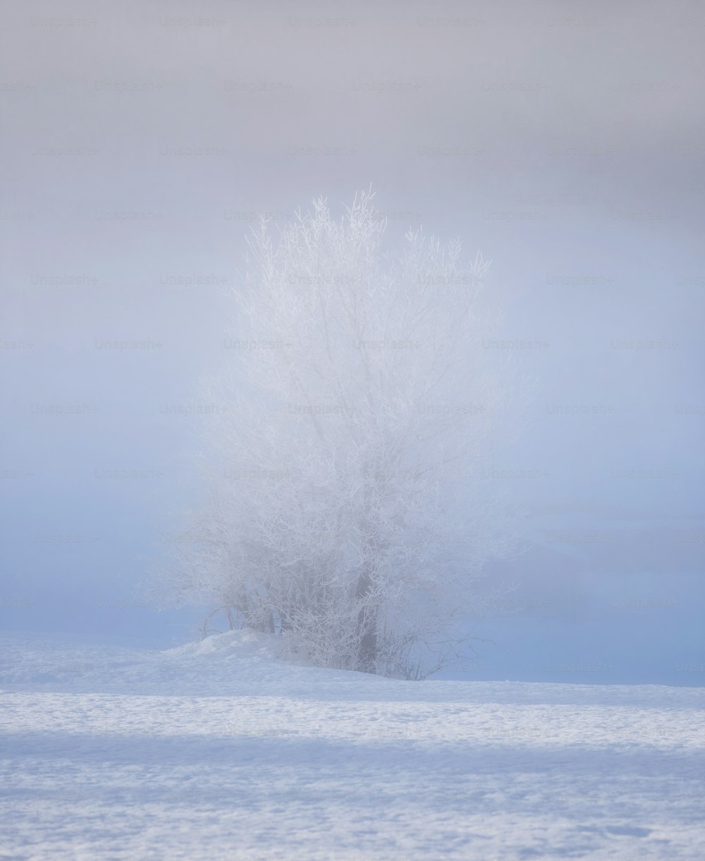 Ein einsamer Baum inmitten eines verschneiten Feldes