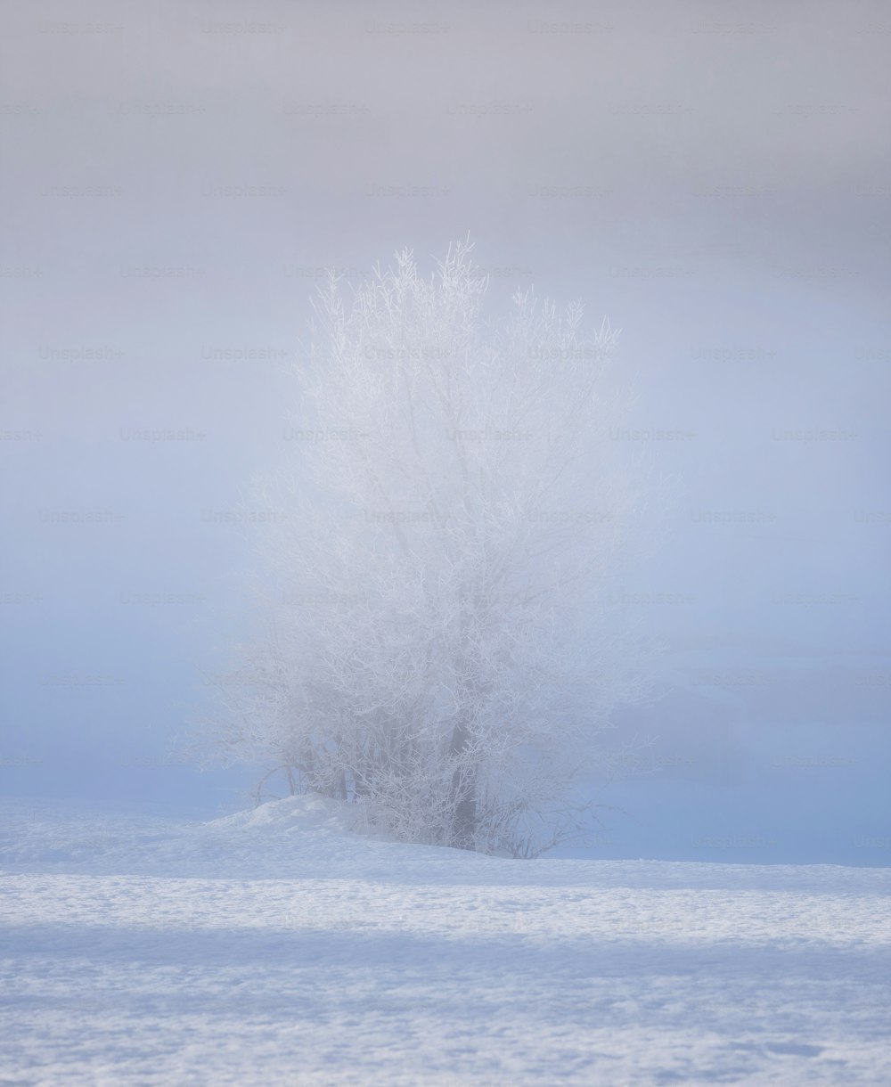 a lone tree in the middle of a snowy field