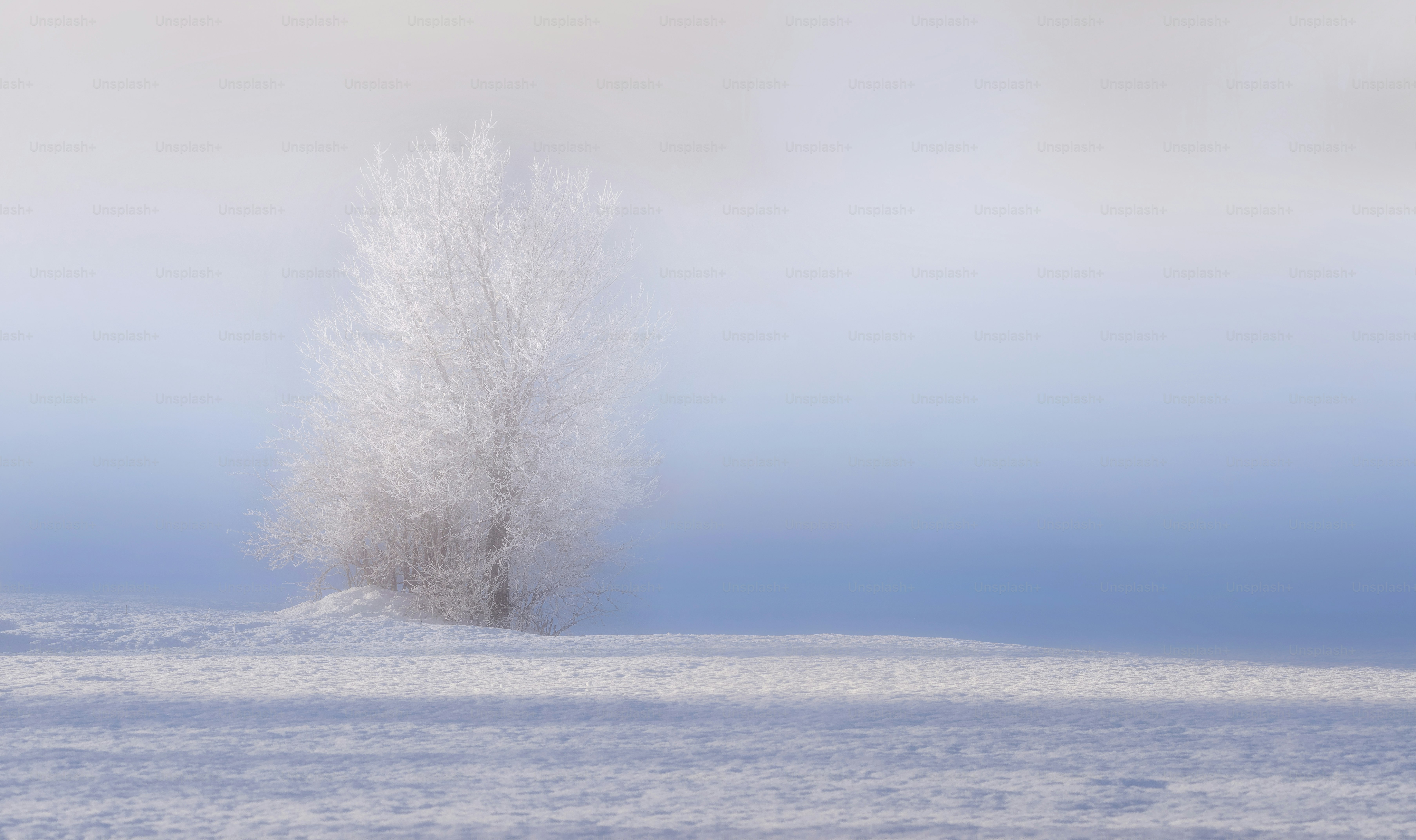 A lone tree in the middle of a snowy field photo – Forest Image on Unsplash