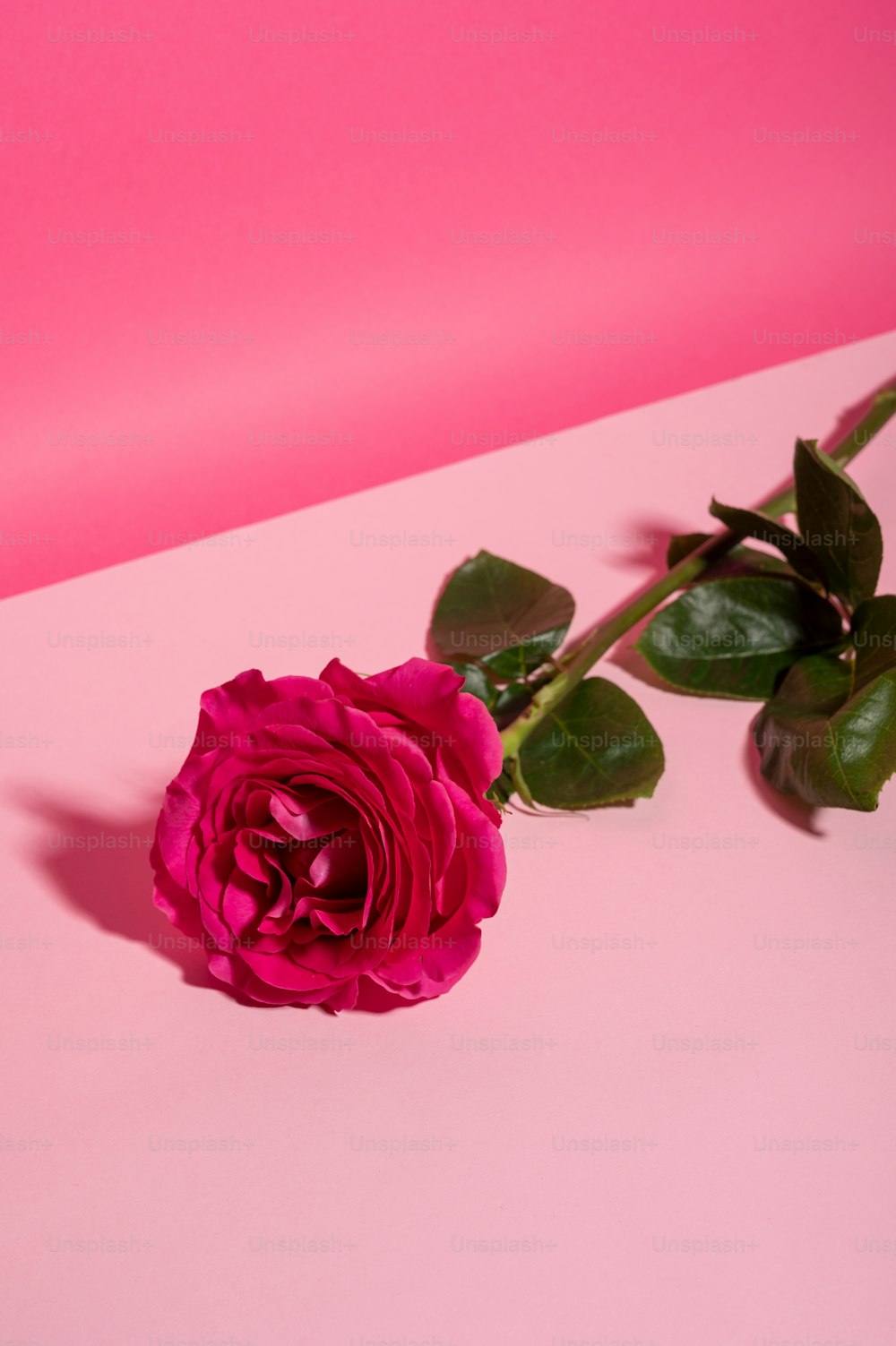 Hồng sen tượng trưng cho tình yêu và sự đồng cảm. Chúng tôi đã chọn lọc những bức ảnh hoa hồng nhỏ xinh đầy màu sắc và ấn tượng để thêm sắc màu cho ngày của bạn. Hãy cùng chiêm ngưỡng chúng ngay!