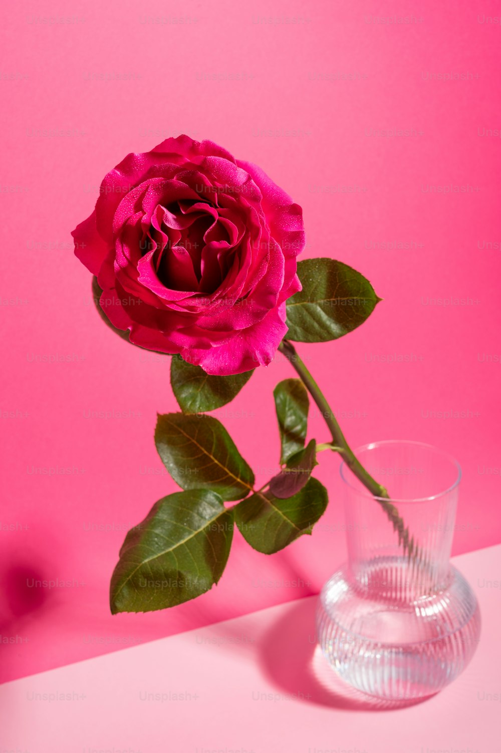 a single pink rose in a glass vase