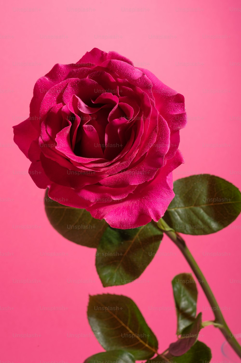 una singola rosa rosa su sfondo rosa