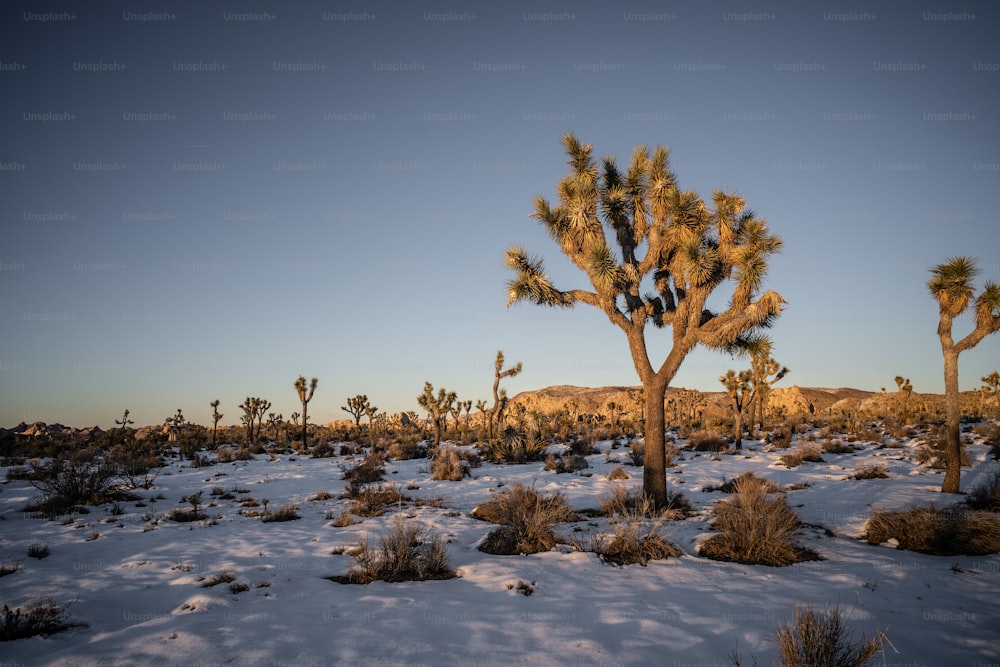 Un grande gruppo di alberi nel mezzo di un deserto