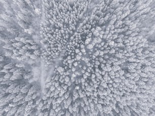 an aerial view of a snow covered forest