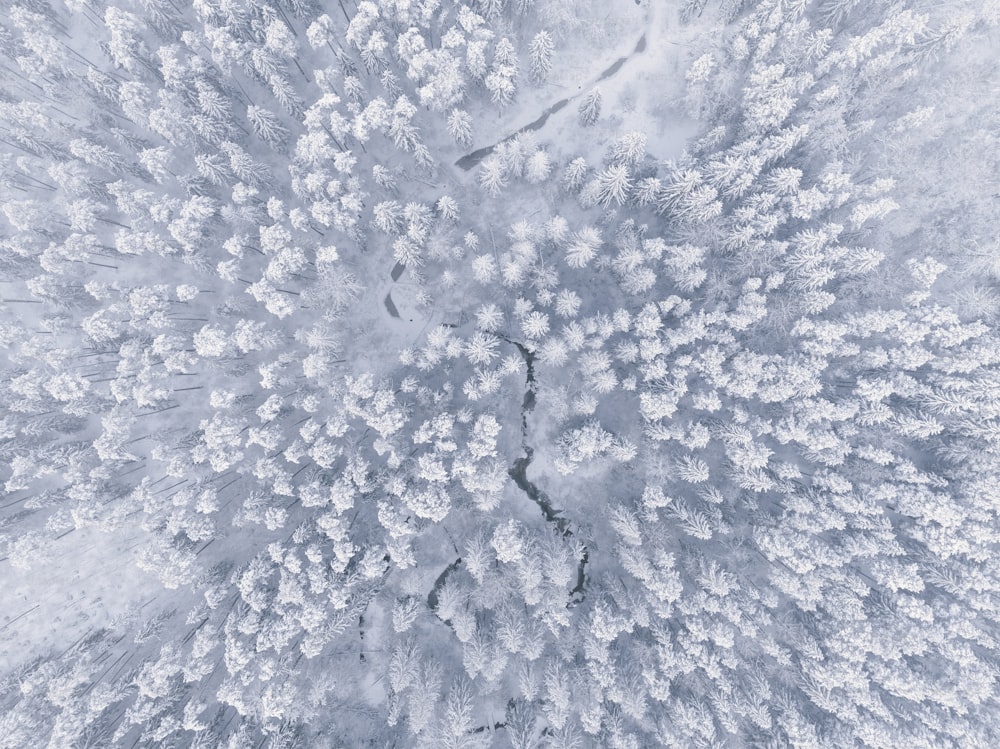 an aerial view of a snow covered forest