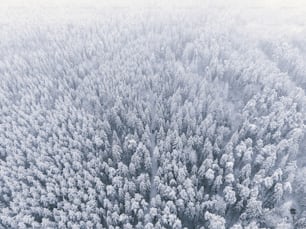 a large group of trees covered in snow