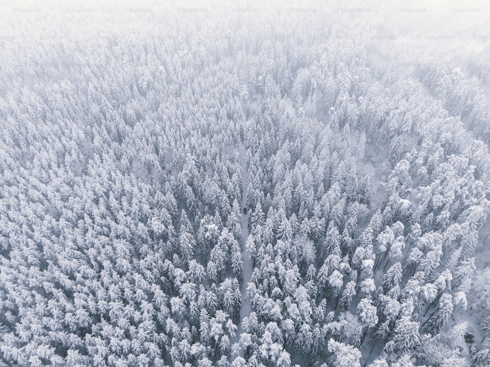 un grande gruppo di alberi coperti di neve