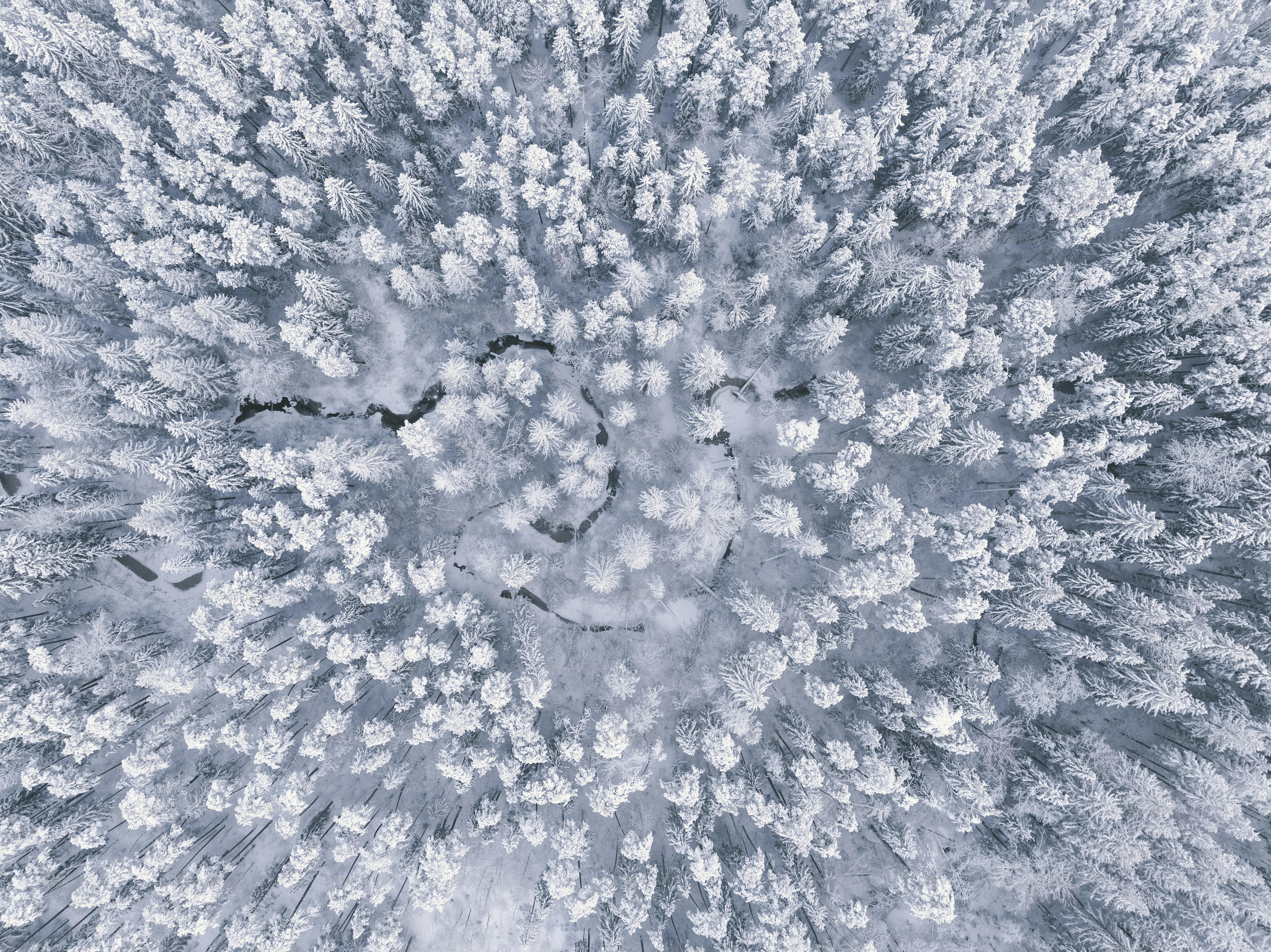 Une vue aérienne d’une forêt enneigée photo – Image de Arrière-plans ...