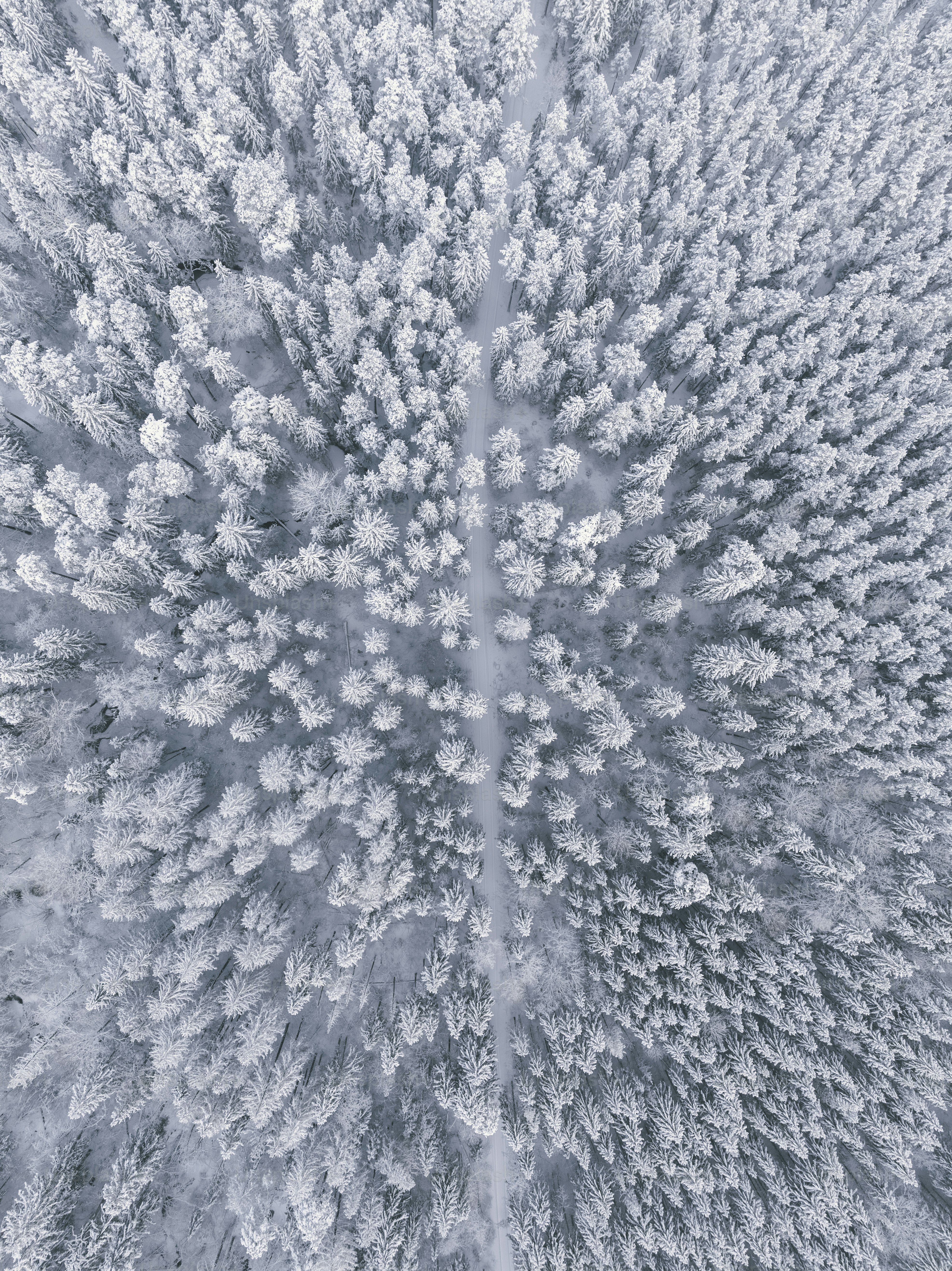 an aerial view of a snow covered forest