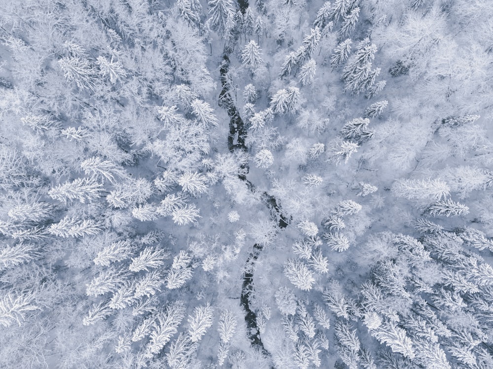 an aerial view of a snow covered forest