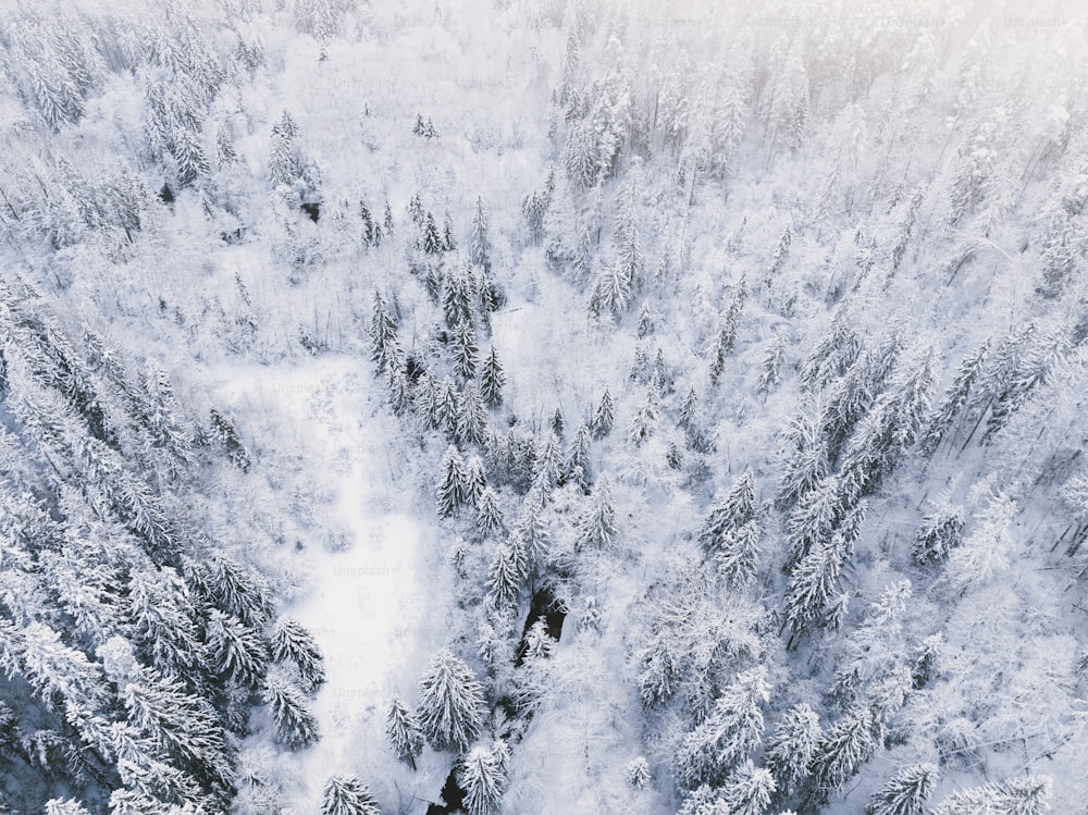 una veduta aerea di una foresta innevata