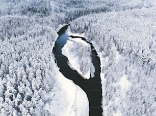 눈 덮인 숲을 흐르는 강