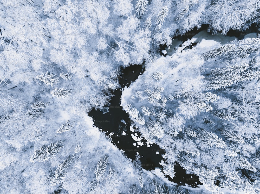 雪に覆われた木々や水の空撮