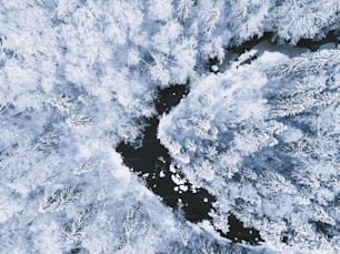 eine Luftaufnahme von schneebedeckten Bäumen und Wasser