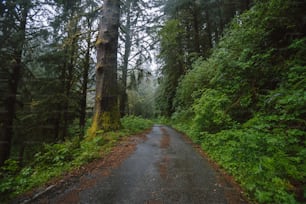 a road in the middle of a forest