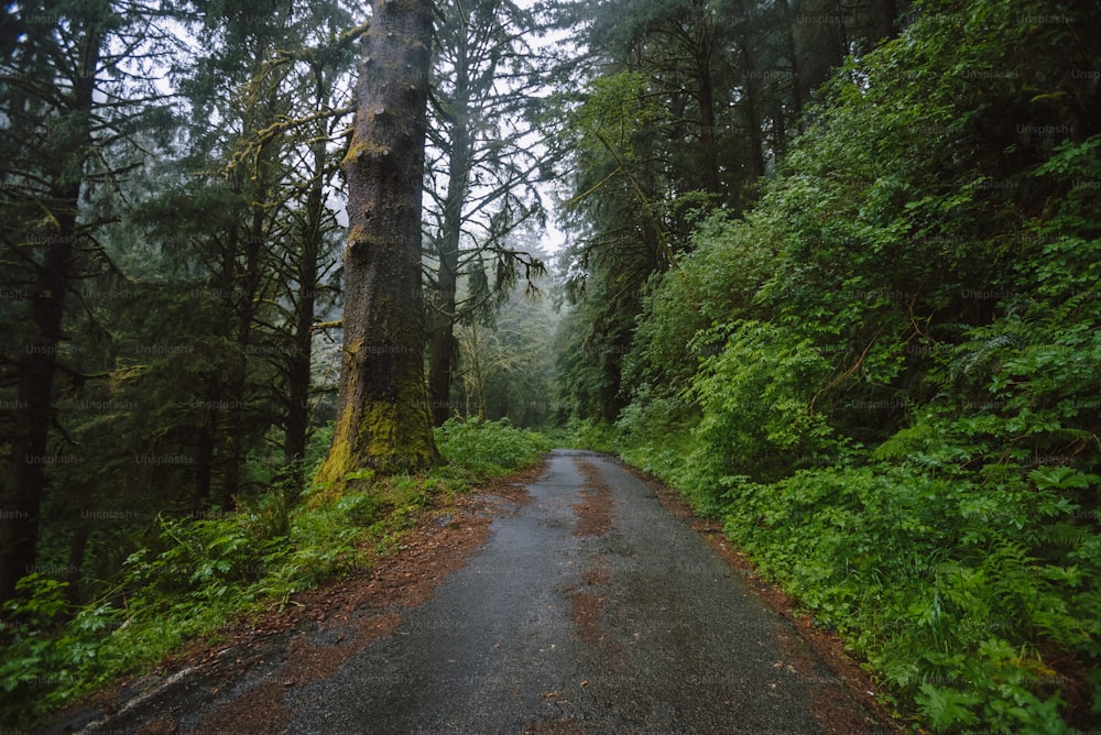 uma estrada no meio de uma floresta