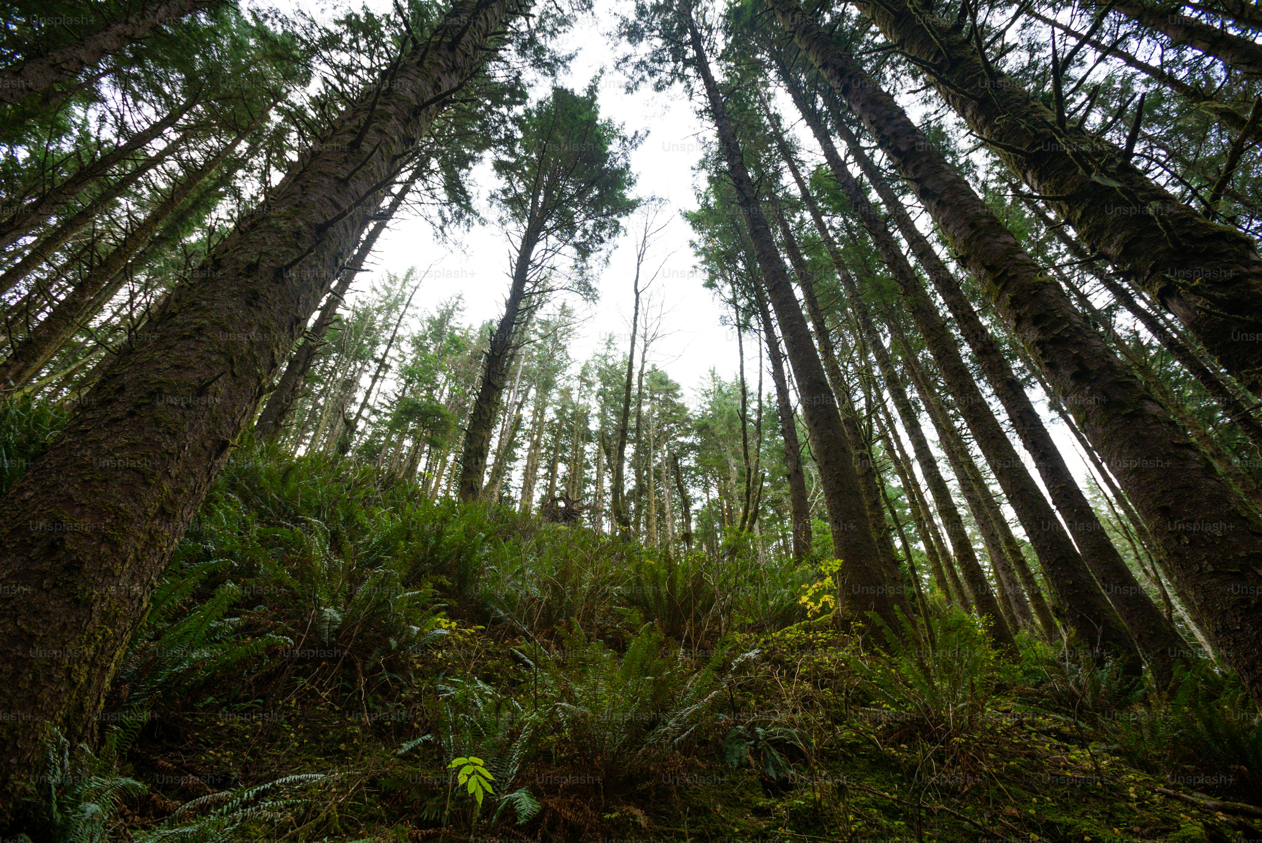 Un bosque lleno de muchos árboles altos