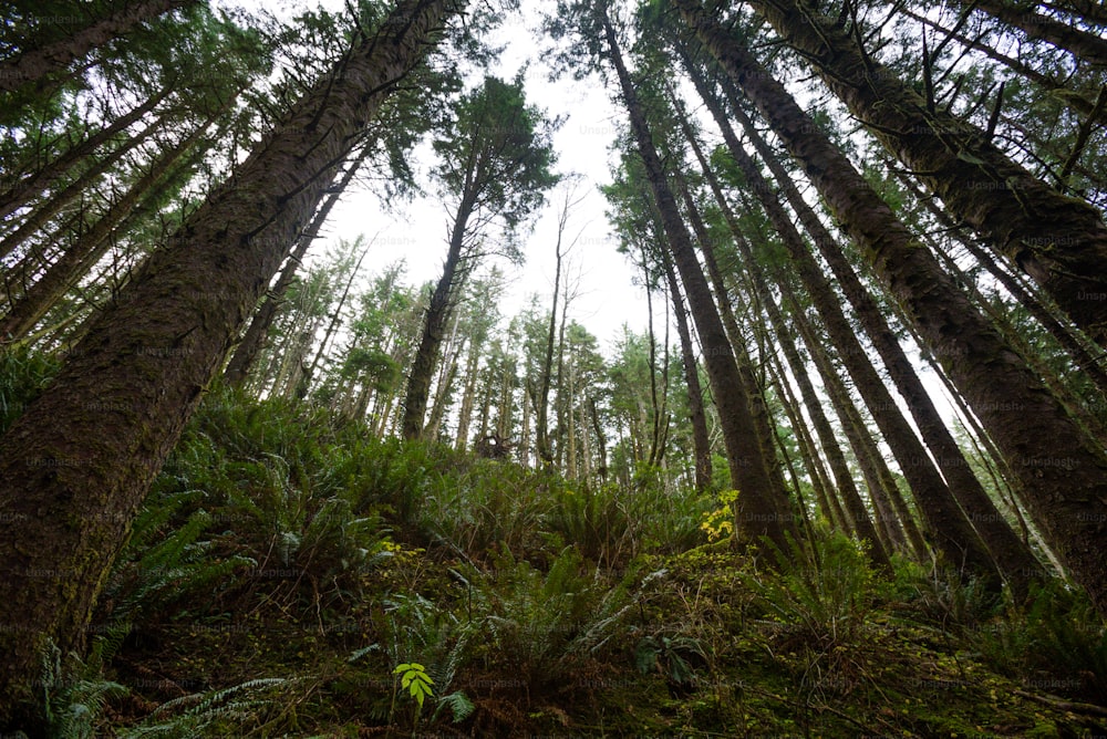 a forest filled with lots of tall trees