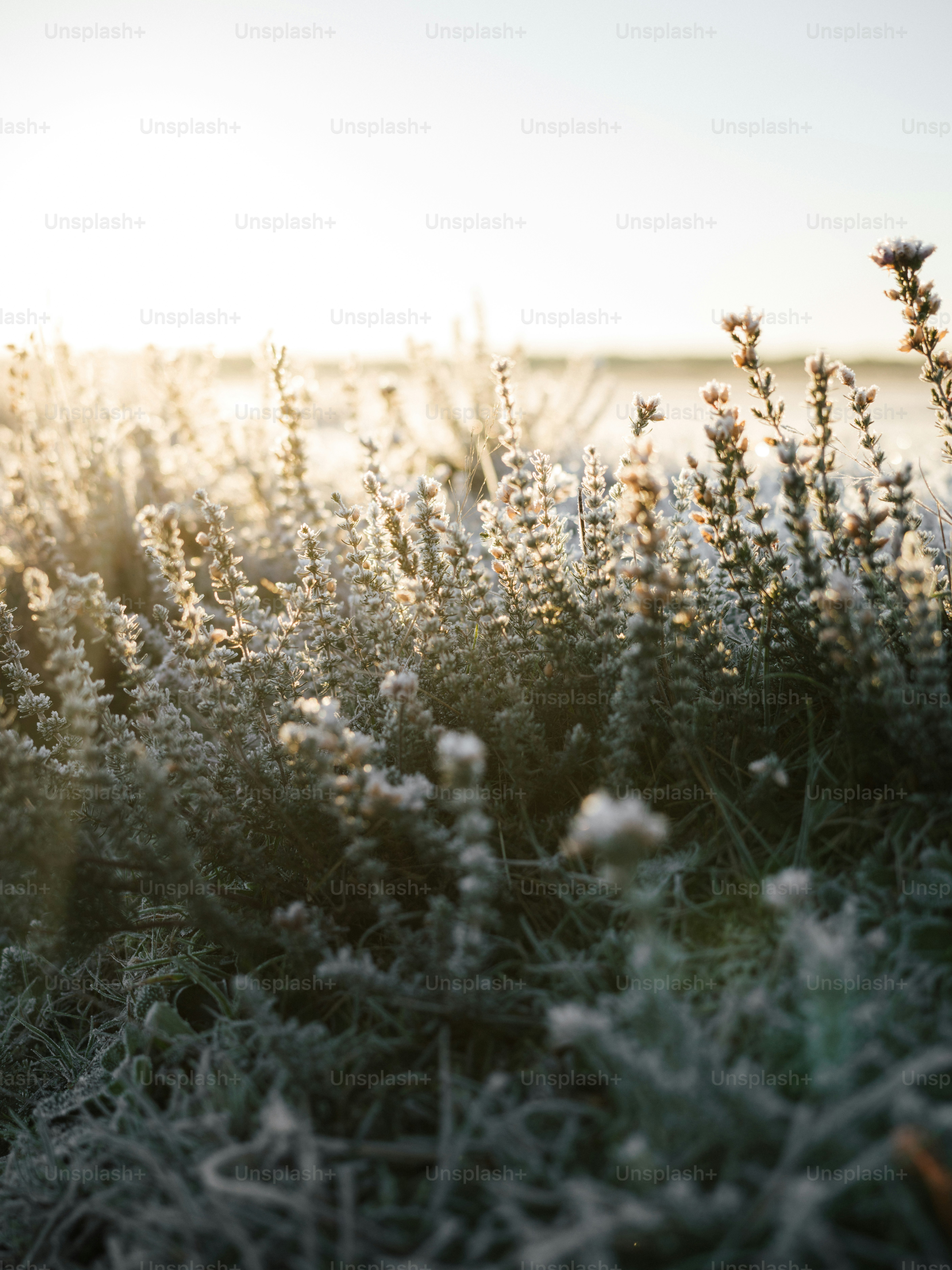 a bunch of plants that are next to a body of water