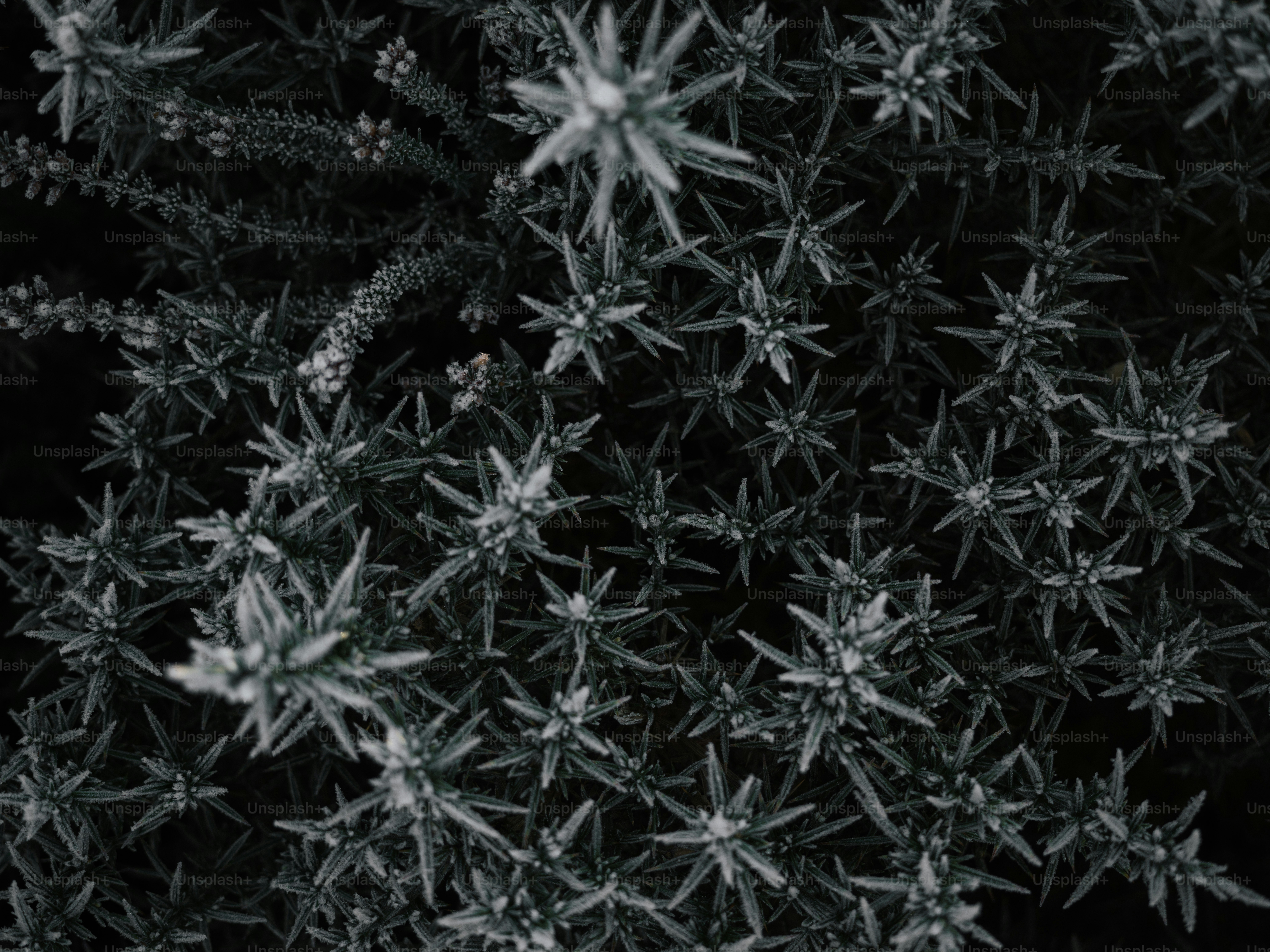 A black and white photo of snow flakes photo – Texture Image on Unsplash, image size:3000x2249