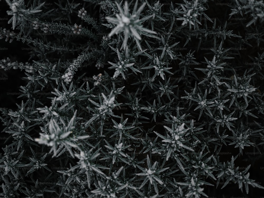 Une photo en noir et blanc de flocons de neige