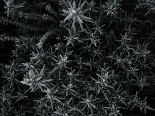 Ein Schwarz-Weiß-Foto von Schneeflocken
