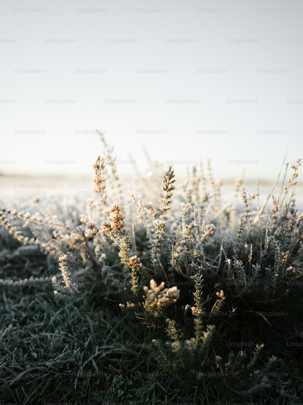 a field of grass with frost on it