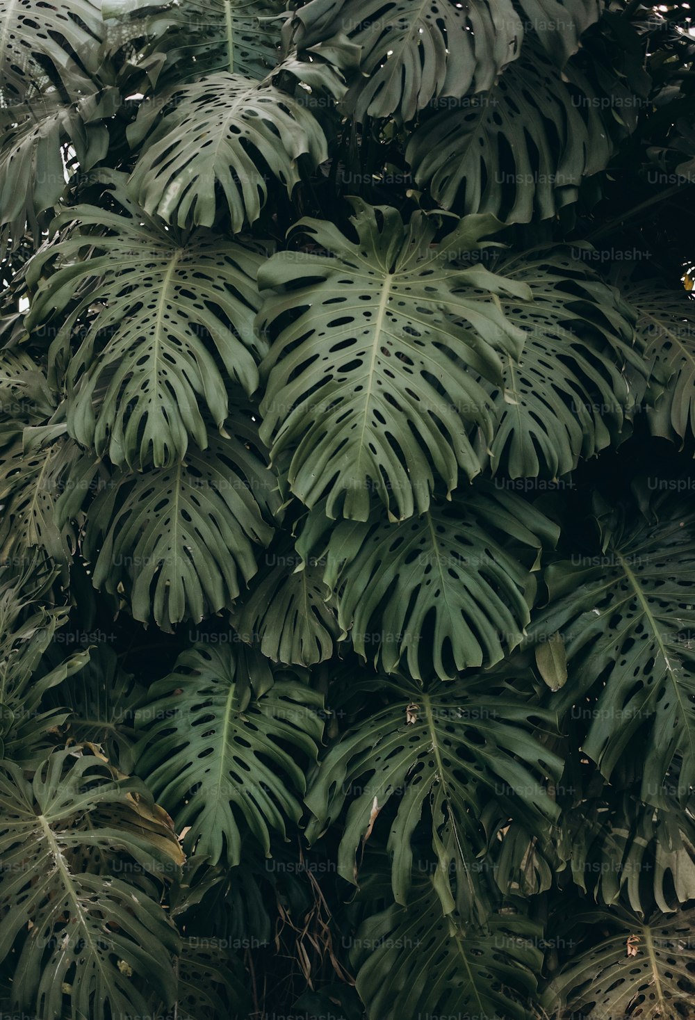 Un primo piano di una pianta con molte foglie