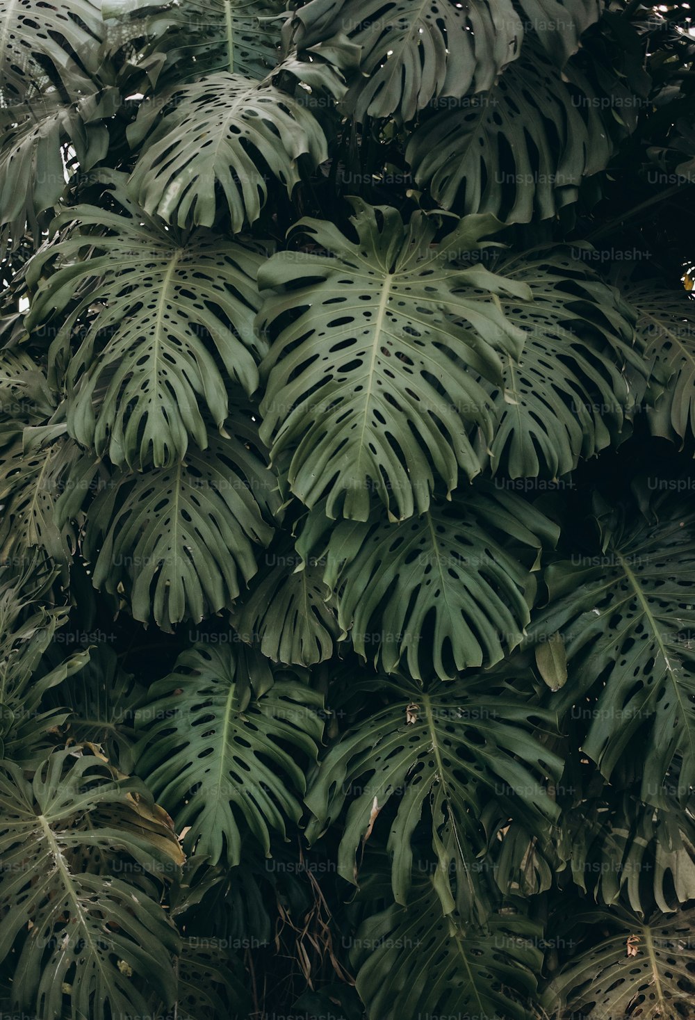 a close up of a plant with many leaves