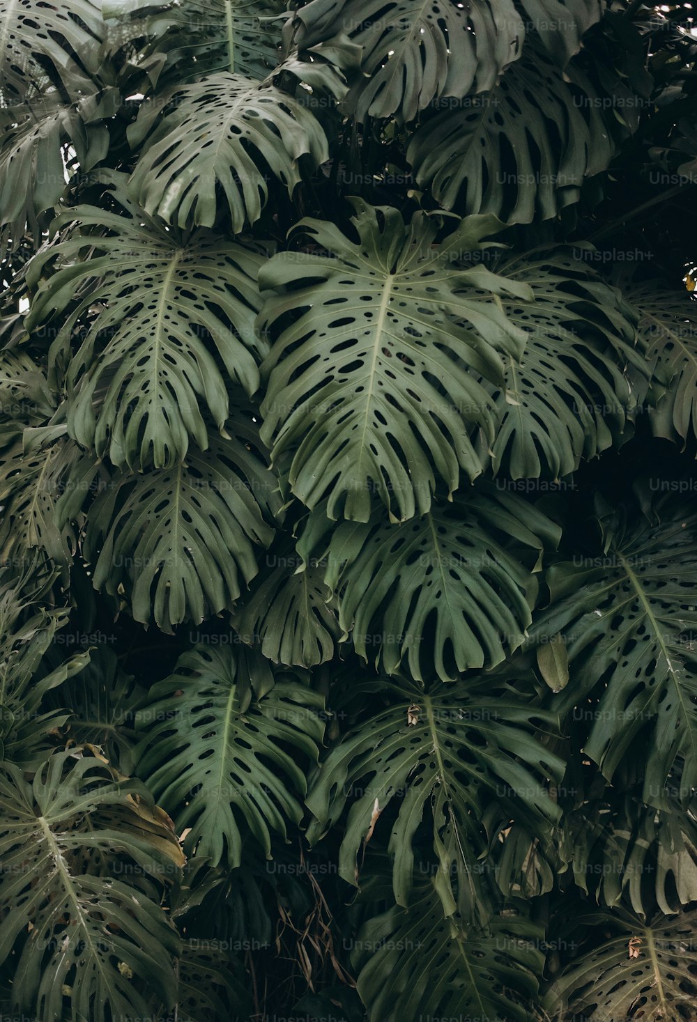 Un primer plano de una planta con muchas hojas