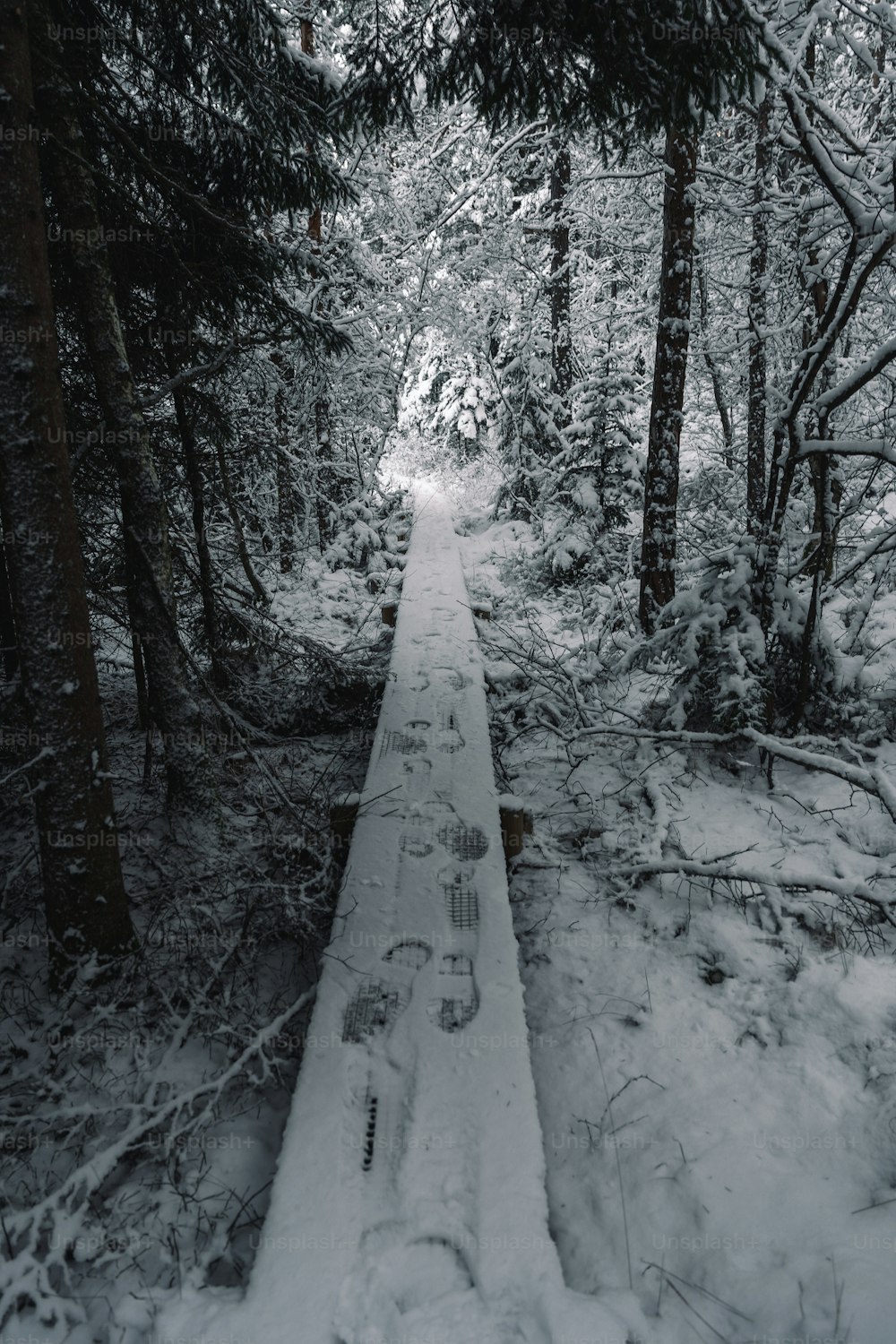 Un sendero cubierto de nieve en medio de un bosque