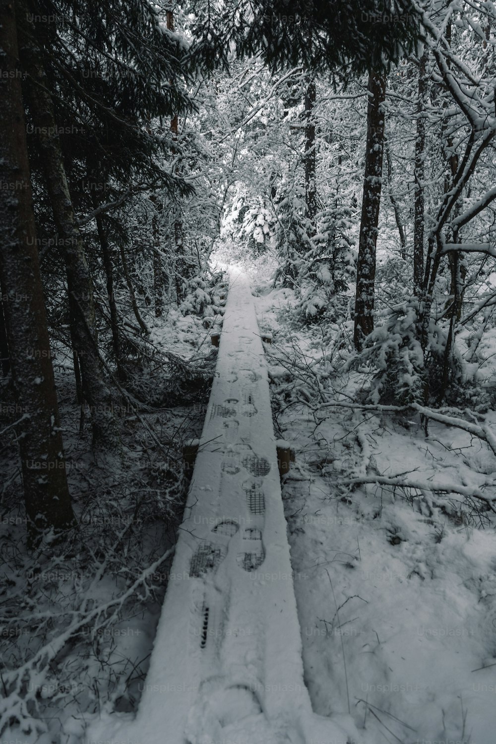 a snow covered path in the middle of a forest