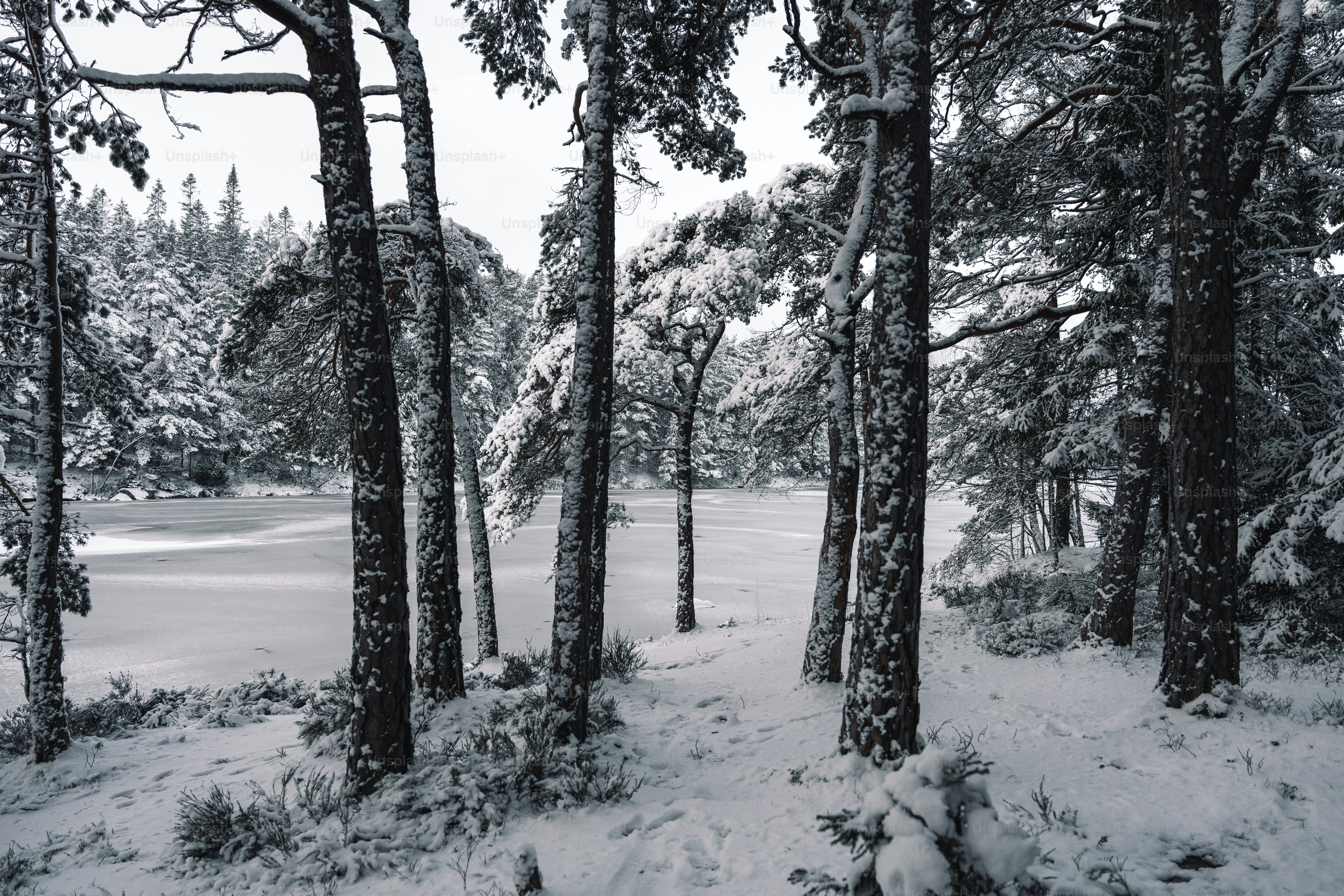 A black and white photo of snow covered trees photo – Winter Image on ...