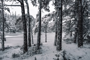 Une photo en noir et blanc d’arbres enneigés
