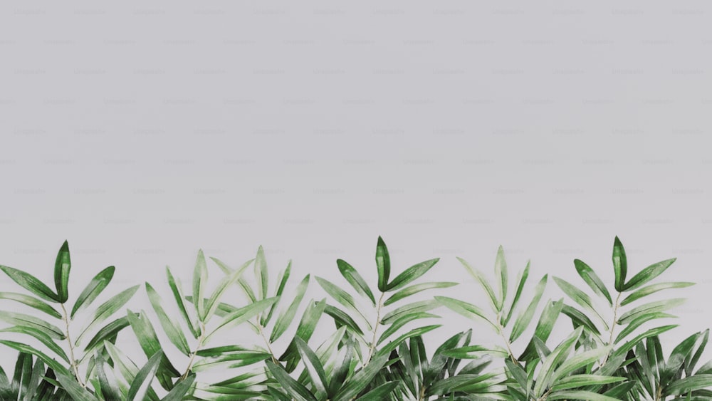 a group of green plants in front of a white wall