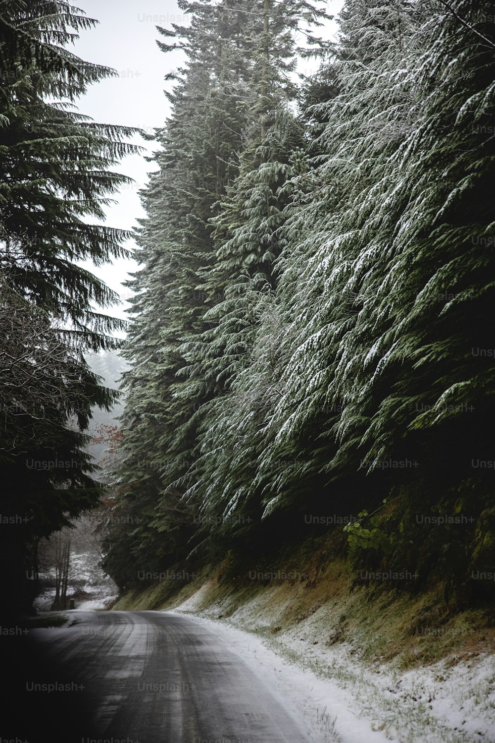 eine schneebedeckte Straße, umgeben von hohen immergrünen Bäumen